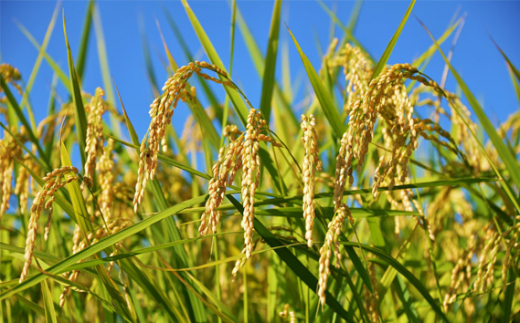 令和7年産 茨城県産コシヒカリ20kg（10kg×2） ／ お米 精米 こしひかり 旨味 安心 美味しい JA茨城むつみ 茨城県 五霞町【価格改定】