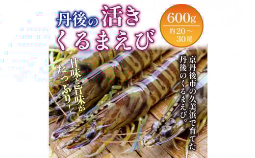 丹後の活きくるまえび 600g（20～30尾）　正規品 国産 車海老 車エビ クルマエビ 魚介類 甲殻類 海の幸 エビチリ エビフライ 焼きえび 焼きエビ 焼き海老 贈り物 お祝い いきたまま 活きたまま 活車えび 活車海老 BBQ 刺身 旬 生　MN00061