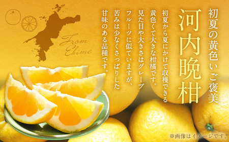 【2026年4月上旬より順次発送】贈答用 河内晩柑 10kg【えひめの町（超）推し！（愛南町）】(383-1)