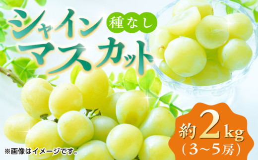 【先行予約】【数量限定】 シャインマスカット 約2kg 3～5房 ぶどう 種なし  葡萄 ブドウ ぶどう 皮ごと食べられる 旬 果物 国産 熊本県 特産 シャイン マスカット フルーツ くだもの 種なし 山鹿市 【合同会社 福福堂】[ZCN008]