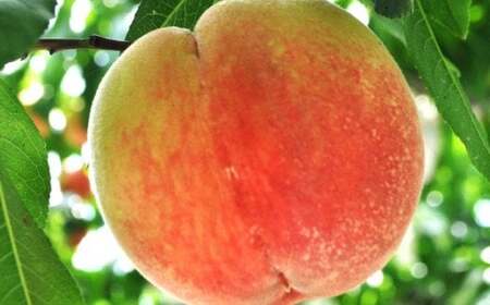 フルーツ王国　和歌山の桃　約２kg（fr-06）【先行予約 2024年6月中旬～7月下旬発送】