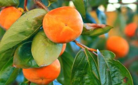 【数量限定】≪厳選・産直≫九度山町の富有柿2Lサイズ12個入り★2024年11月頃より順次発送