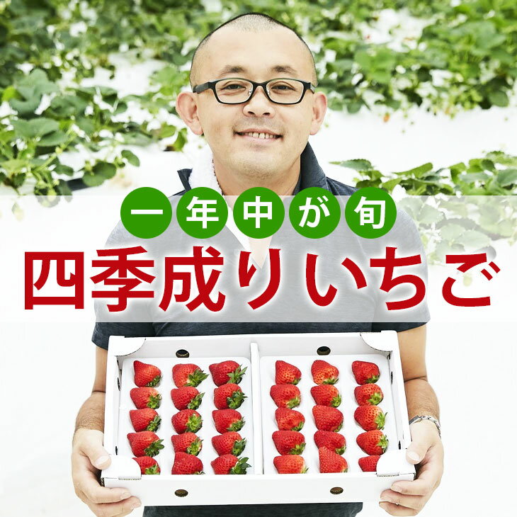 【ふるさと納税】先行予約 夏でも美味しい 四季成り いちご 400g 品種 おまかせ 1種類 〈 なつあかり 信大BS8-9 夏の輝 夏のしずく すずあかね 〉【 イチゴ 苺 ストロベリー フルーツ 果物 岩手 陸前高田 リアスターファーム 】2025年6〜12月発送