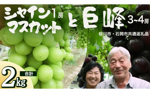 
                  シャインマスカット＆巨峰セット 合計 約2kg (桜川市・石岡市共通返礼品）  2026年9月上旬発送開始 開田ぶどう園 産地直送 フルーツ 甘い 直送 茨城 限定 ギフト ぶどう シャインマスカット 果物  [DO007sa]
                