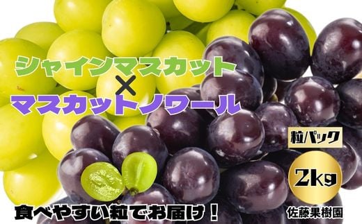 [No.5657-4029]シャインマスカットとマスカットノワール 粒 約2kg (約500g×4パック) 《佐藤果樹園》■2025年発送■※9月中旬頃～11月上旬頃まで順次発送予定