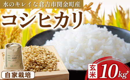 コシヒカリ 玄米 10kg 令和7年産 新米