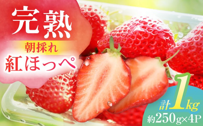 朝摘み 愛知県産 完熟紅ほっぺ 約250g×4パック いちご 紅ほっぺ 完熟 愛西市/くぼ苺農園[AECJ001]