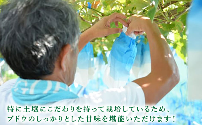 【甘くてみずみずしい】シャインマスカット 約2kg（3～4房） /菓子工房ピュアハート [UDF002] 果物
