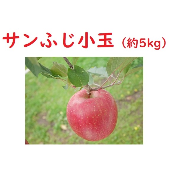 【先行予約】サンふじ 小玉【約5kg（20?25個】(T-1.3)