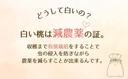 山梨県都留市産【2025年先行予約】日本一の産地 山梨県産　朝採れ白い桃 1.5kg以上 (５～７玉）　もも　桃　モモ　フルーツ　