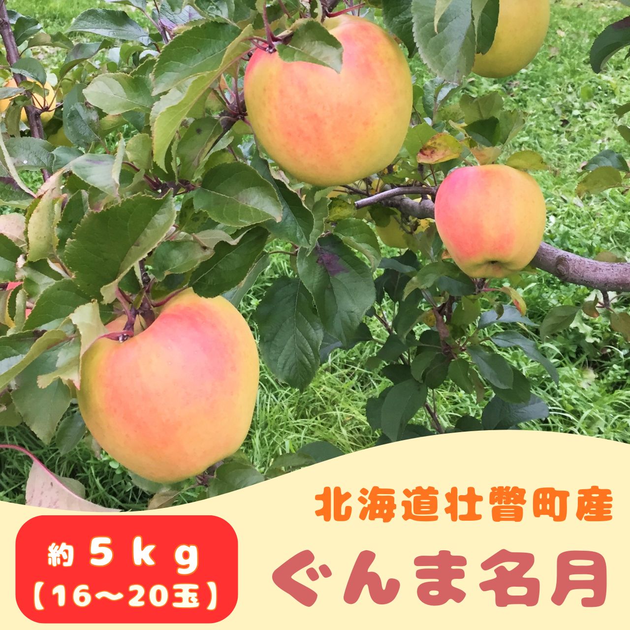 【ふるさと納税】ファームアグリエイトのりんご「ぐんま名月」 約5kg（16～20玉） ふるさと納税 人気 おすすめ ランキング 北海道 壮瞥 りんご 蜜入り 5kg ぐんま名月 甘い 果物 おいしい 贈り物 贈物 贈答 ギフト 大容量 詰合せ セット 送料無料 SBTB014