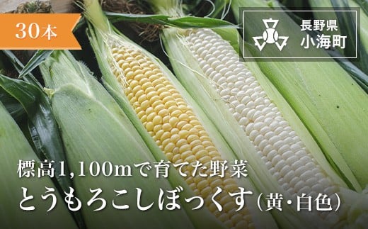 
                  あとくら農園 トウモロコシぼっくす（白色黄色）30本セット| 野菜 新鮮 旬 トウモロコシ 【 2026年発送 先行予約 】
                
