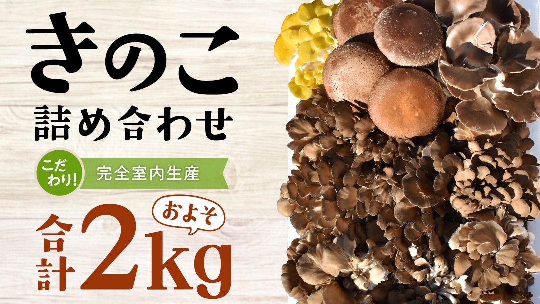 きのこ の 詰め合わせ Lサイズ( 約2kg ) （茨城県共通返礼品：城里町） キノコ セット 野菜 低カロリー ダイエット デトックス バラエティ セット 新鮮 [DY003us]