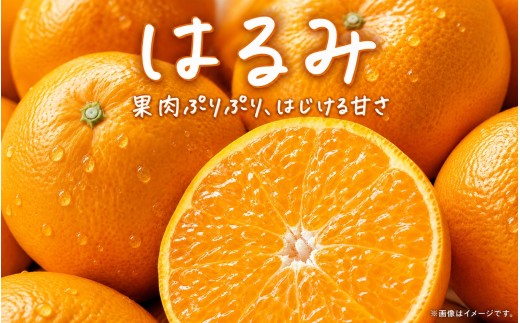 果肉ぷりぷり!完熟はるみ 約5kg 【2027年1月下旬頃〜2027年2月上旬頃に順次発送予定(お届け日指定不可)】