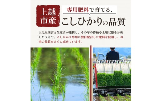 【11月下旬配送】令和8年（新米） 新潟県上越市産 コシヒカリ 10kg 無洗米 こしひかり お米 精米 米 ご飯 五つ星お米マイスター 大黒屋商店