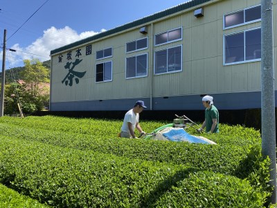 11-21 抹茶入り水出し煎茶ティーバッグ5袋