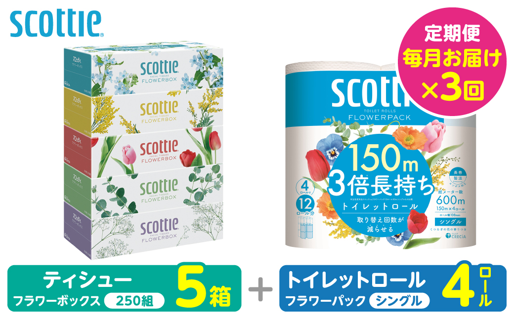 【定期便3回】【毎月お届け】【スコッティ】 組み合わせ ティシュー フラワーボックス 250組 5箱 計15箱 トイレットロール シングル フラワーパック 3倍長持ち 4ロール 計12ロール ティッシュ トイレットペーパー 日用品 防災備蓄 ストック 備蓄 新生活 防災 消耗品 生活用品 日用消耗品 箱ティッシュ 熊本県 八代市
