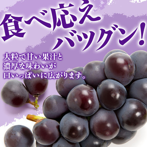 ぶどう 2026年 先行受付 ニューピオーネ 秀品 約2kg(3～5房) 岡山