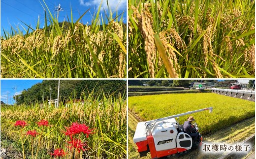 【定期便3か月 10kg】【早期予約 10月上旬から順次出荷】令和8年産 新米 精米 兵庫県産 縁結び ご縁米 5kg×2