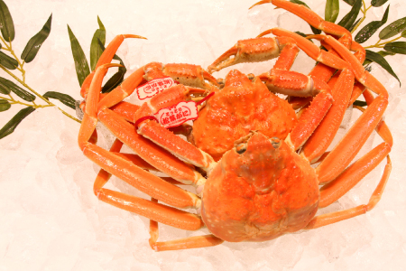 鳥取県産 タグ付き松葉ガニ 700g以上 2枚【松葉ガニ 松葉がに 松葉蟹 まつばがに かに カニ 冷蔵 チルド ブランド ズワイガニ 蒸し ボイル タグ付き 国産 季節限定 お取り寄せ お祝い お歳暮 贈り物 鳥取県 日吉津村 日本海】