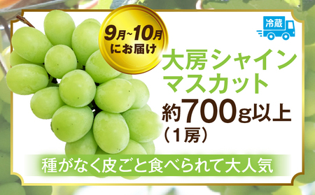 ぶどう満足 3回定期便 | フルーツ定期便 ぶどう 定期便 果物 フルーツ デザート ピオーネ シャインマスカット マスカット 果肉 スイーツ 甘い 国産 贈り物 贈答 プレゼント 期便 フルーツ定期