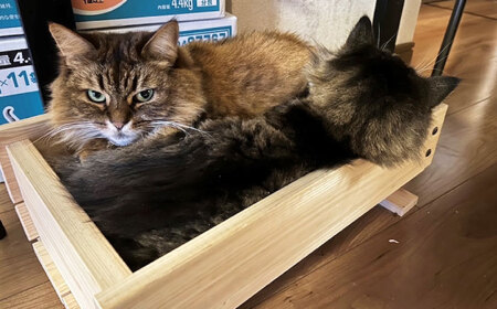 ねこプランター ワイドサイズ・高級ヒノキ製ペット用プランター型ベット 亀山市/中川木材株式会社[AMAI001]