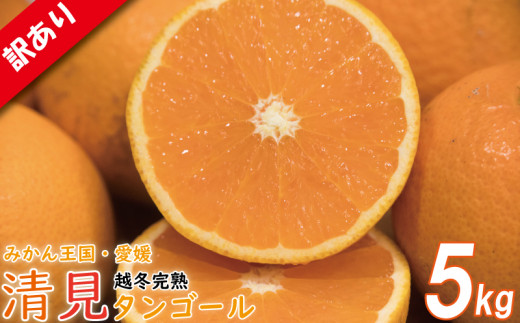 【訳あり】 清見タンゴール 約5kg 【順次発送中】 | 訳あり みかん 訳あり柑橘 ワケアリ 柑橘 みかん mican mikan ミカン 蜜柑 訳あり商品 清見 清見タンゴール みかん 柑橘 松山 愛媛県