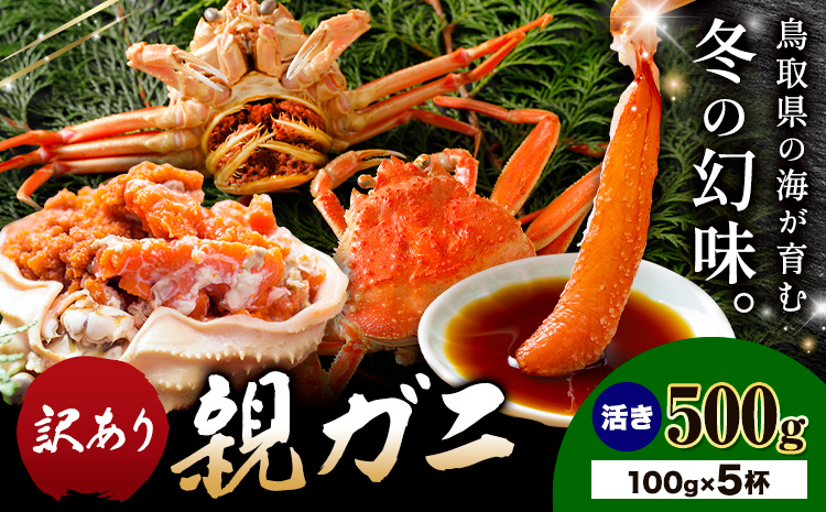 【ふるさと納税】カニ 親ガニ 訳あり 500g 活き 5杯 《12月上旬-12月末頃出荷》 SOO合同会社 鳥取県 八頭町 送料無料  蟹 かに 姿 鍋  訳アリ