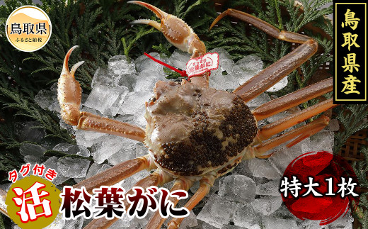 鳥取県産　活松葉がに【期間限定】_T2600095 ふるさと納税 鳥取 かに カニ 蟹 海鮮 海の幸 冬の味覚 数量限定