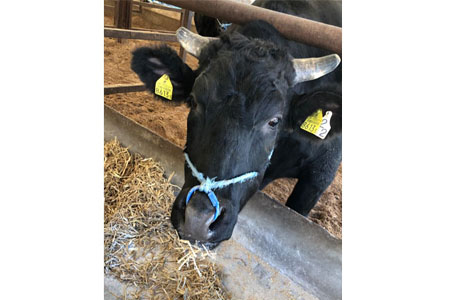 【黒毛和牛専門店直送】黒毛和牛テール 1本　約1㎏　（国産 牛肉 希少部位 ビーフシチュー） 