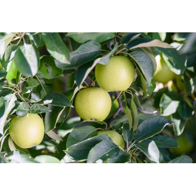【25年12月出荷予定】平均糖度13度以上! シナノゴールド 約5kg 訳あり【配送不可地域：離島・沖縄県】【1612926】