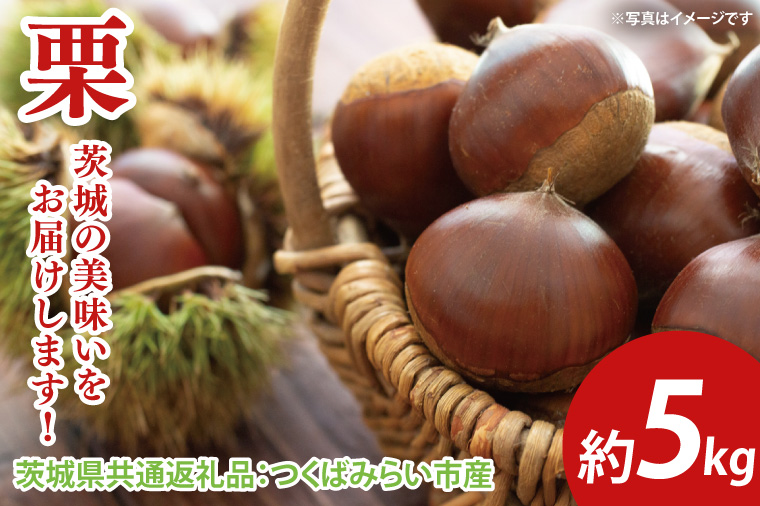 【先行予約】栗 約5kg（茨城県共通返礼品：つくばみらい市産）※2025年10月上旬～10月下旬頃に順次発送予定（CD096）