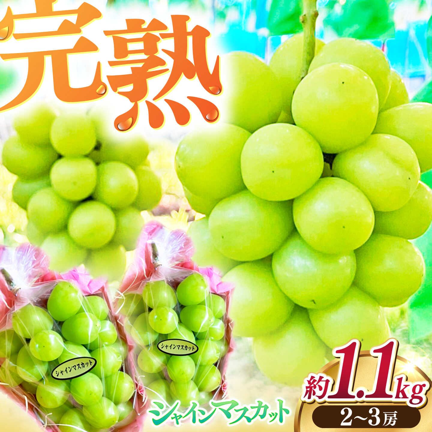 【ふるさと納税】【先行予約】高知県産 生産者厳選！ シャインマスカット 約1.1kg（2〜3房）〈2026年8月下旬～2026年9月末頃まで発送〉 / マスカット 果物 フルーツ デザート 【COCO葡萄園】[ATIO001]