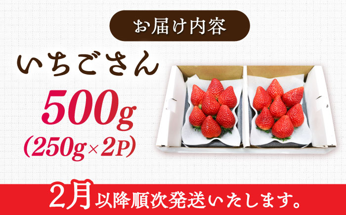 【先行予約】【ジューシーな濃厚いちご】いちごさん 500g（250g×2パック） / 苺 イチゴ いちご フルーツ 果物 / 佐賀県 / さかもとさんの畑 [41ABAA002]