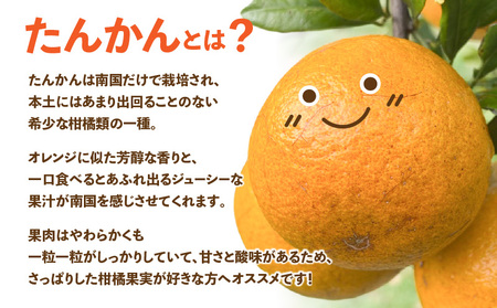 【 2026年 先行予約 】＜ ご家庭用 ＞ 訳あり たんかん 2kg （ 2026年 2月 より 順次発送 ） C071-001-02 わけあり 希少 フルーツ 果物 柑橘 かんきつ 柑橘類 ジュー