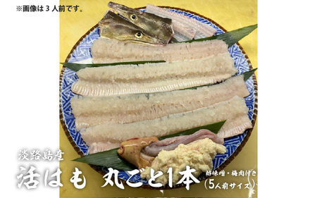 淡路島産活はも 丸ごと1本　5人前サイズ　酢味噌・梅肉付き / はも