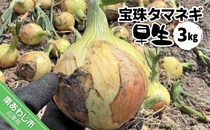 
                  宝珠タマネギ　早生　３キロ　★５月下旬から発送
                