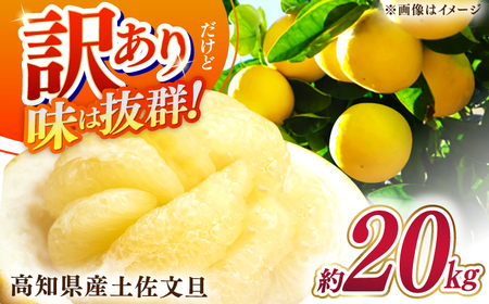【先行予約】高知県産 訳あり 土佐文旦 約20kg 〈2027年1月下旬頃から発送〉 / 傷 シミの訳あり  大容量 【株式会社　四国健商】[ATAF150] 支援 支援品