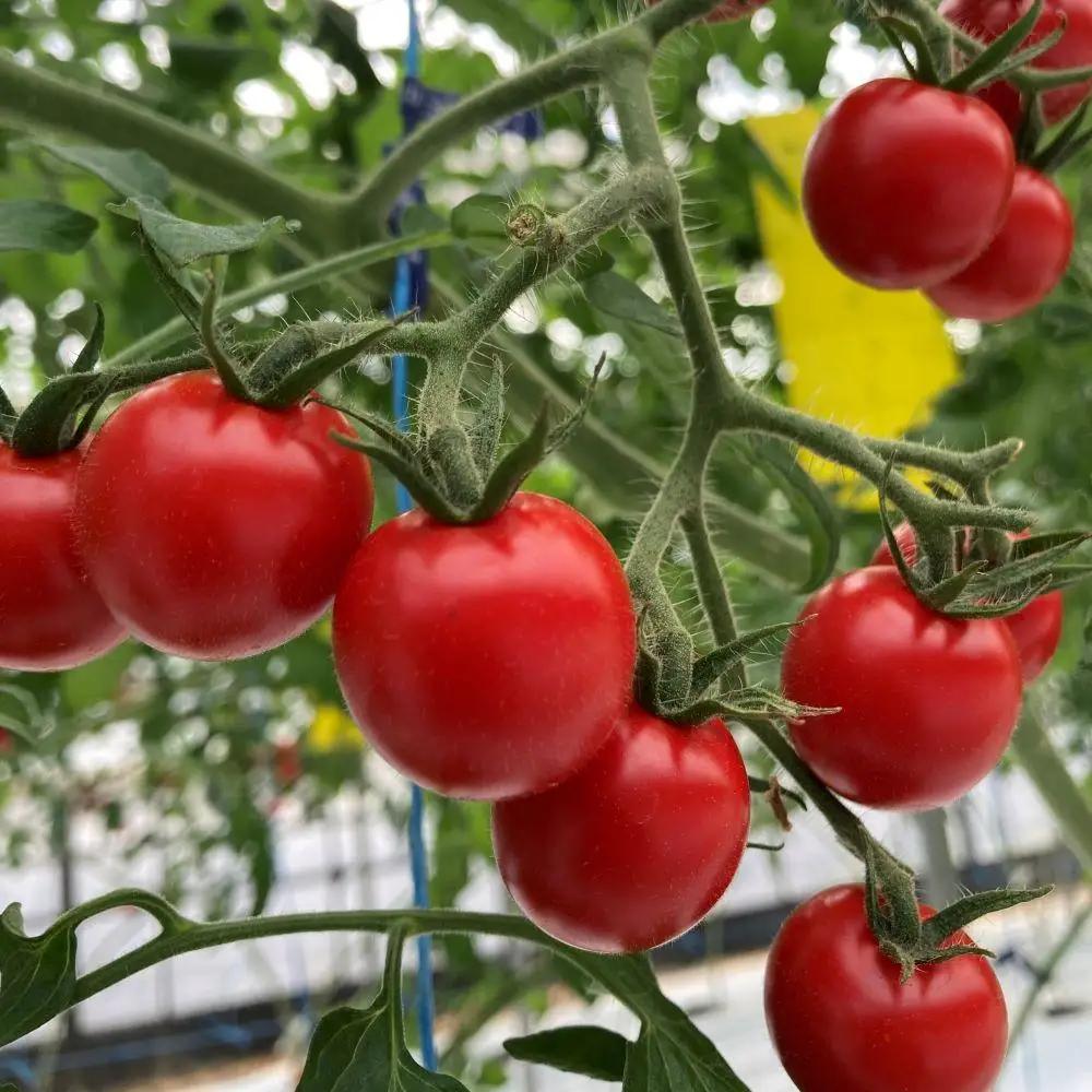 【2026年5月発送】フルーツトマト「fruino ふるーの」1箱（4パック）