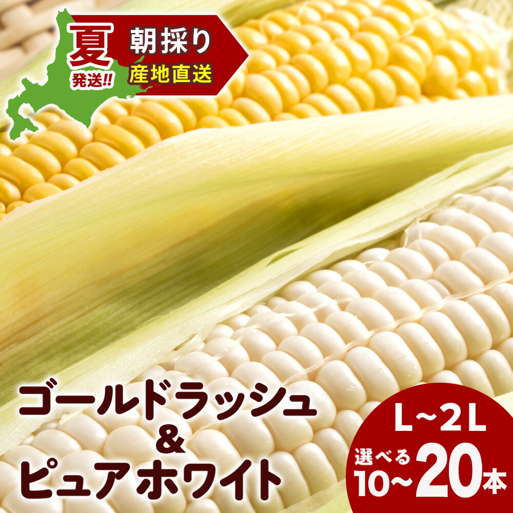 【ふるさと納税】2026年夏発送 とうもろこし ゴールドラッシュ＆ピュアホワイト L～2L 選べる10本～20本 北海道千歳産 野菜 とうもろこし 北海道千歳産 野菜 とうもろこし【北海道千歳市】ギフト ふるさと納税