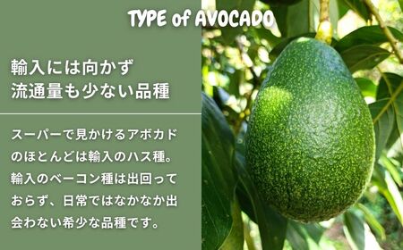 国産 オーガニックアボカド [ベーコン種] 2個　11〜12月発送 有機JAS認証 瀬戸内 大崎上島 有機 濃厚 アボカド