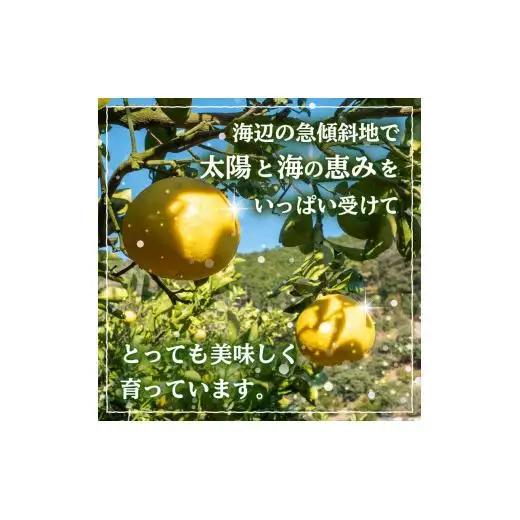 訳あり 文旦 5kg 先行予約
