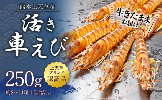 【配送日指定品】上天草産の活き車えび！250g（約8～11尾）活き車海老 車海老 車えび えび エビ 海老 生きたまま お取り寄せ【発送期間2026年10月15日から2027年5月31日】