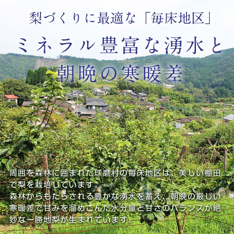 FKP9-652 【先行予約】マンゴー梨（王秋梨）約2.5kg なし ナシ 梨 デザート フルーツ 果物 くだもの 果実 食品