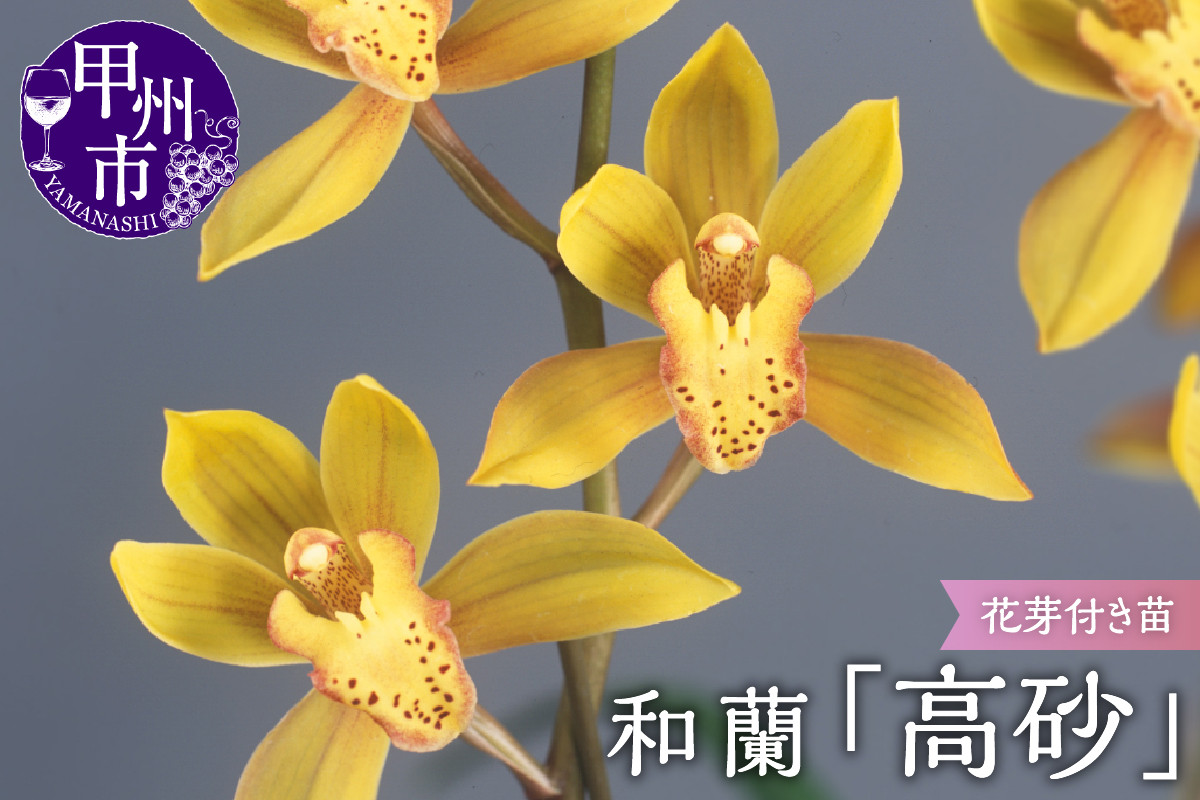 
            芳香品種 和蘭 「高砂」 花芽～開花株 ４号陶器鉢付 B2-1106
          