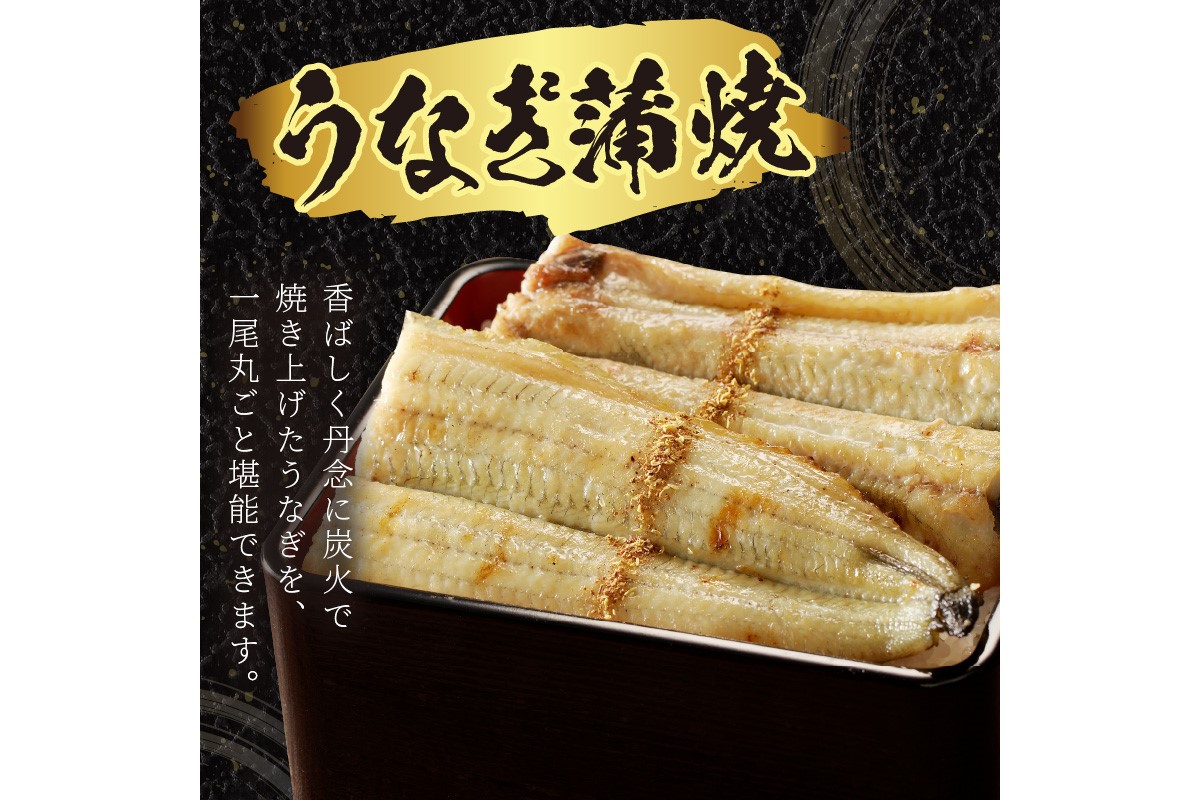 【土用の丑の日までに届く！（7月18～20日配送）】うなぎの白焼き2～3人前(1尾)　AN00082
