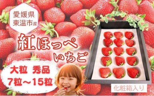 
                  愛媛県東温市産いちご【紅ほっぺ】大粒 秀品 7粒～15粒 化粧箱入り 【甘い フルーツ ケーキ 旬 品種 高級  イチゴ 苺】
                