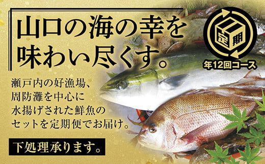 A008 山口県漁協大海の海の幸セット（年12回コース）