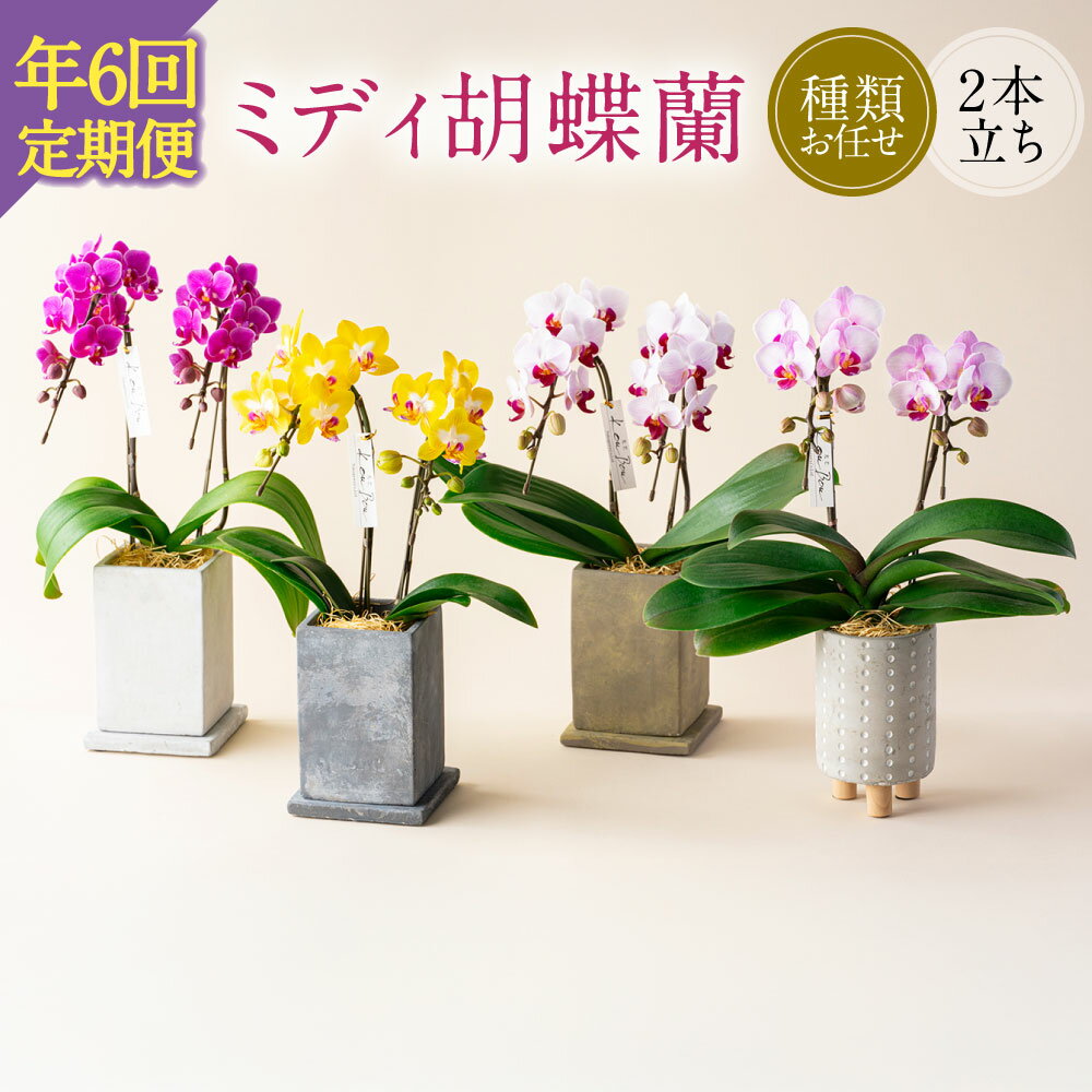 【ふるさと納税】【年6回定期便】ミディ胡蝶蘭 KouBou 4種 ミディ胡蝶蘭 華あかり 2種2本立ち 胡蝶蘭 コチョウラン 洋蘭 蘭 ラン お花 花 ミディ ミディサイズ 鉢花 鉢 観賞用 贈答用 インテリア 九州 熊本県 送料無料