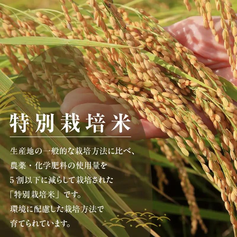 東浦町産　こしひかり　約5kg│米 お米 コメ 白米 精米 新米 愛知県産